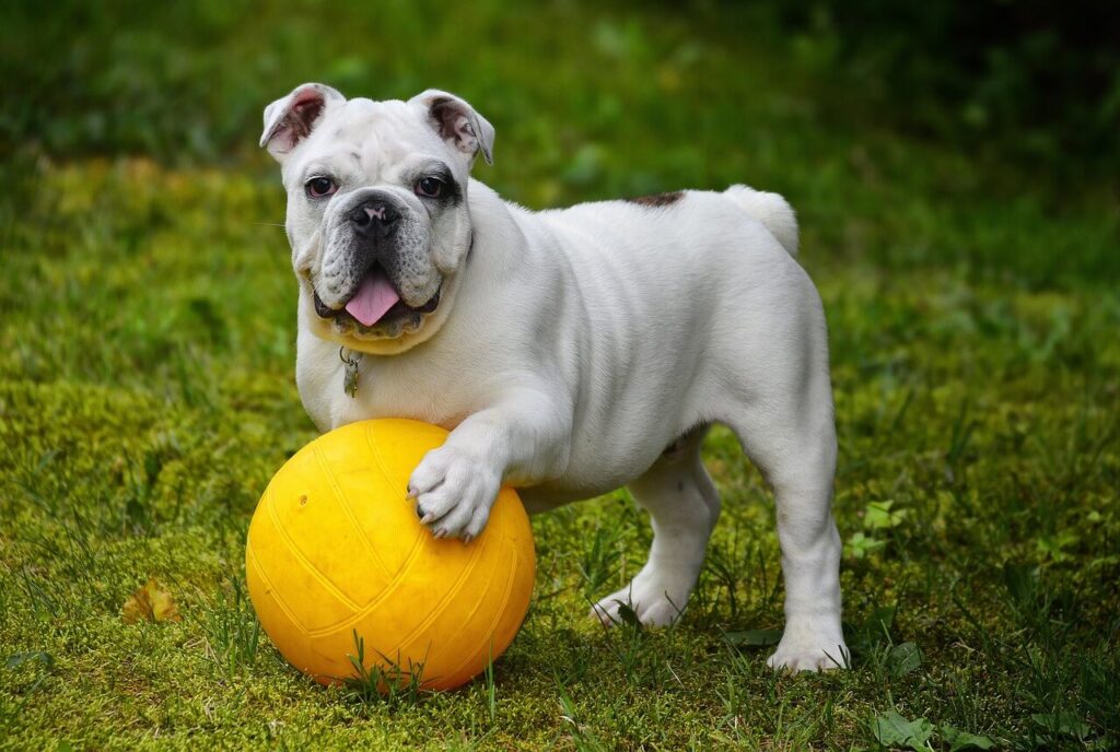 Dog-Friendly Lawn Care